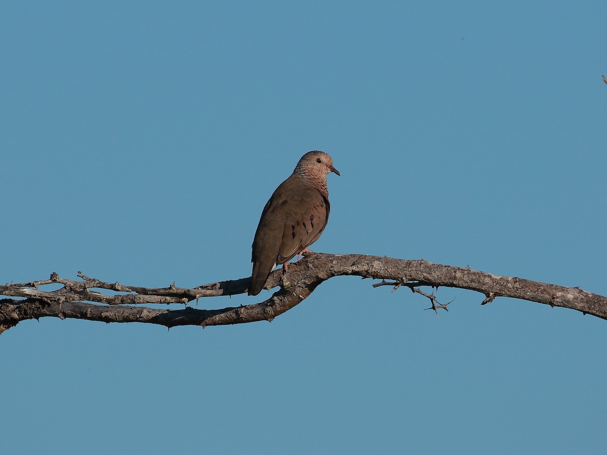 Common Ground Dove - Philip LoCicero