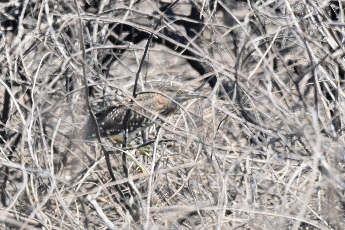 Black-crowned Night Heron - ML616336337