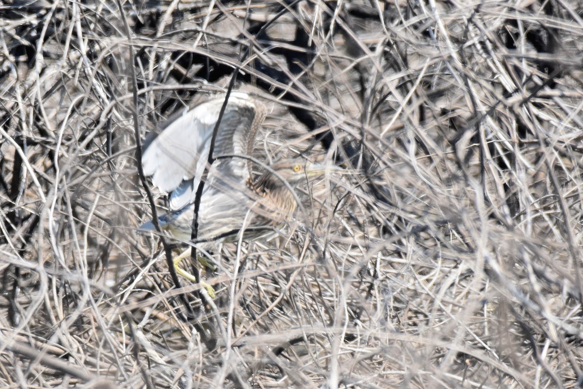 Black-crowned Night Heron - ML616336338