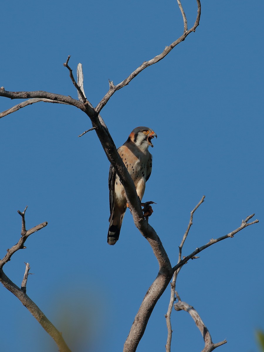 American Kestrel - ML616336352