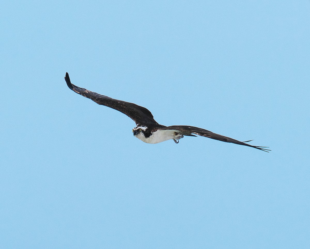 Osprey - ML616336376