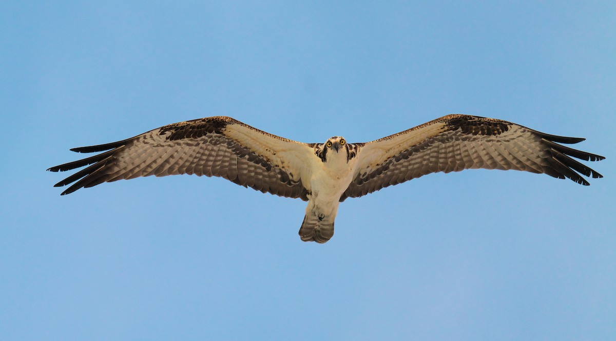 Osprey - ML616336383