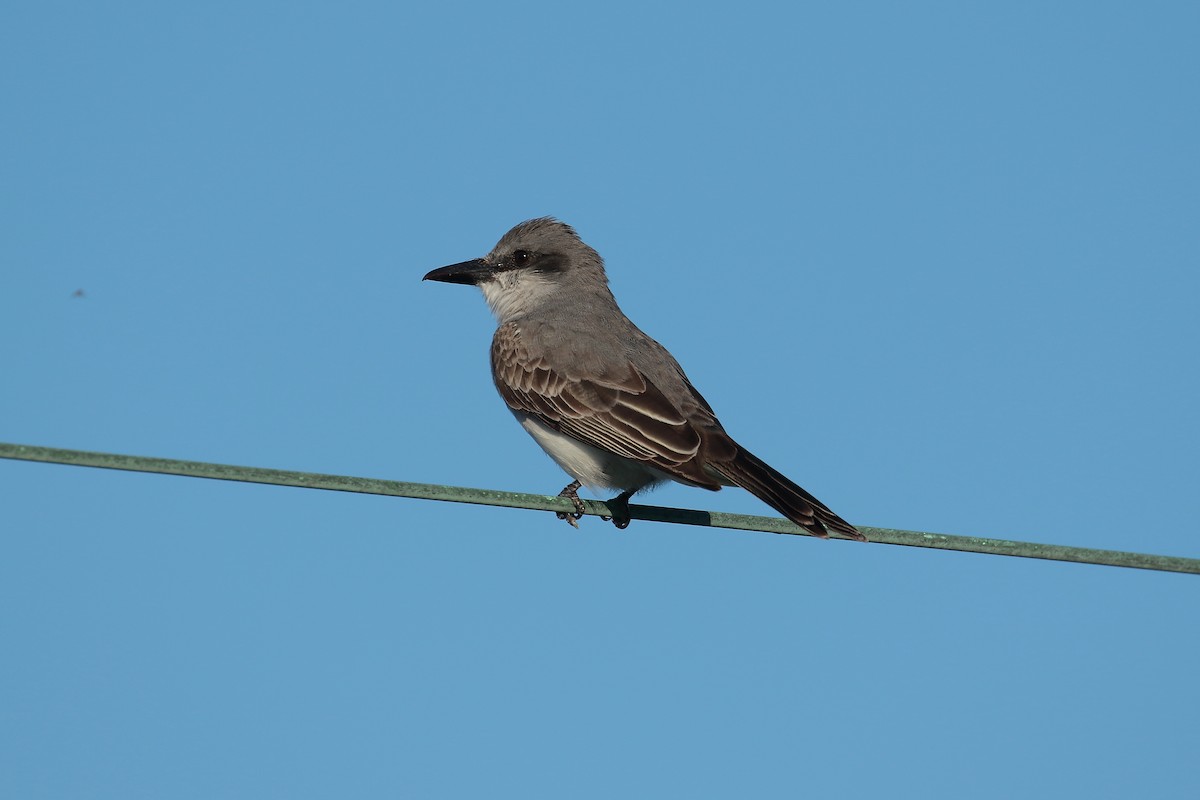 Gray Kingbird - Philip LoCicero