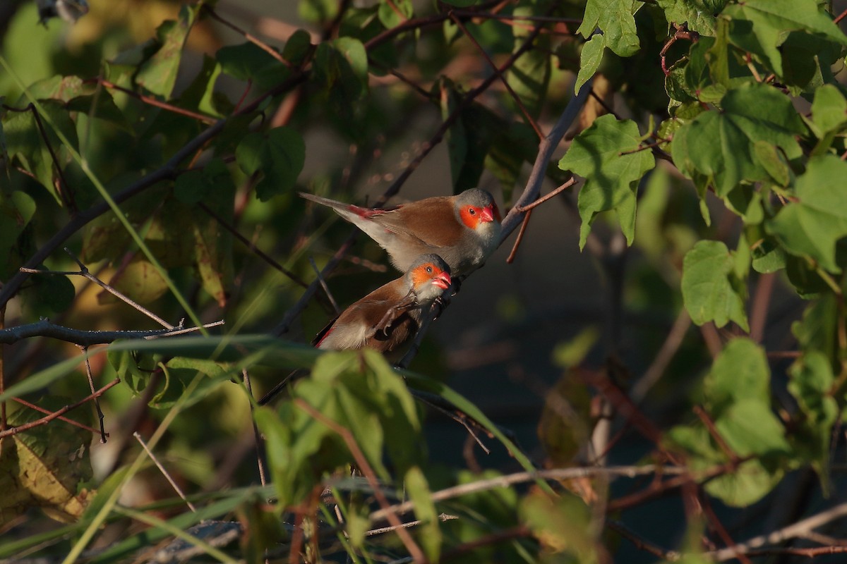 Orange-cheeked Waxbill - ML616336395