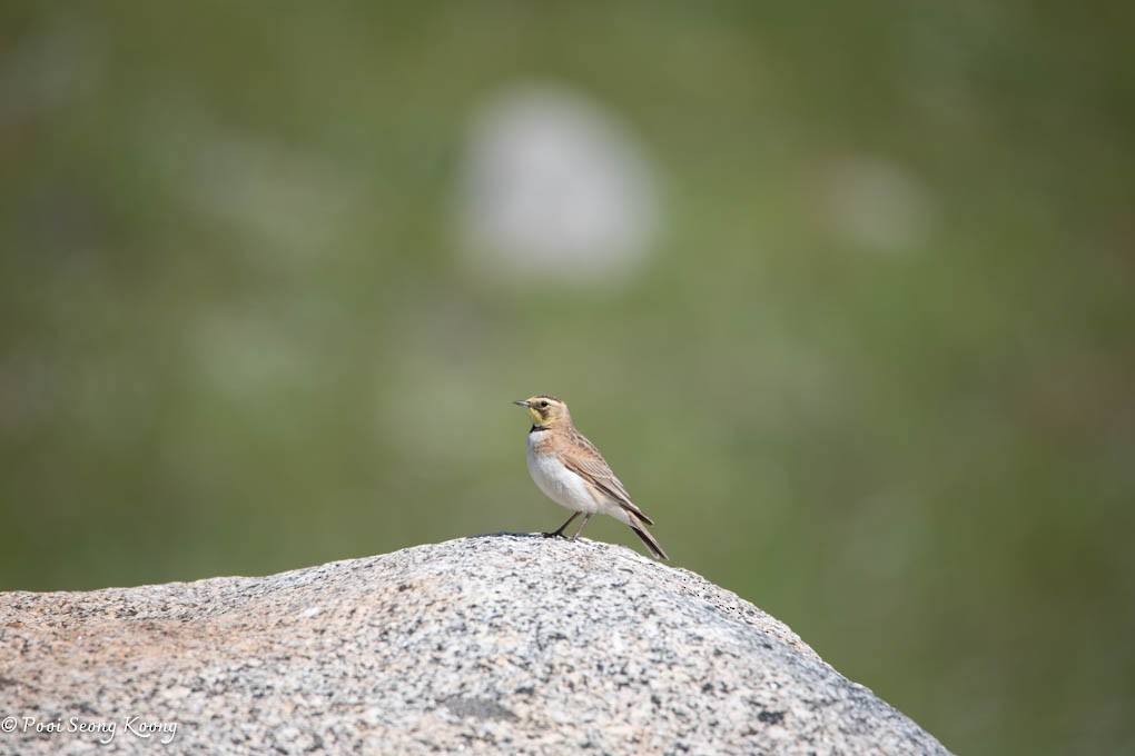 Horned Lark - Pooi Seong Koong