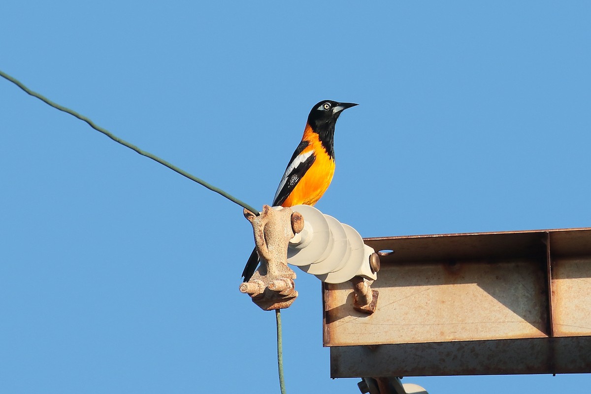 Venezuelan Troupial - Philip LoCicero