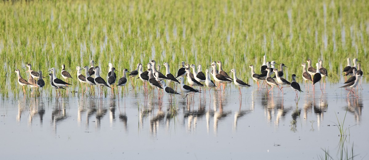 Black-winged Stilt - ML616336425