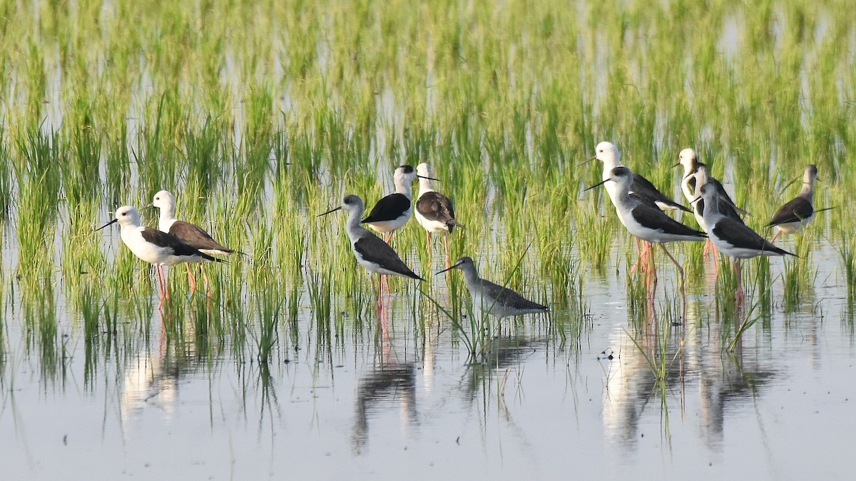 Spotted Redshank - ML616336428