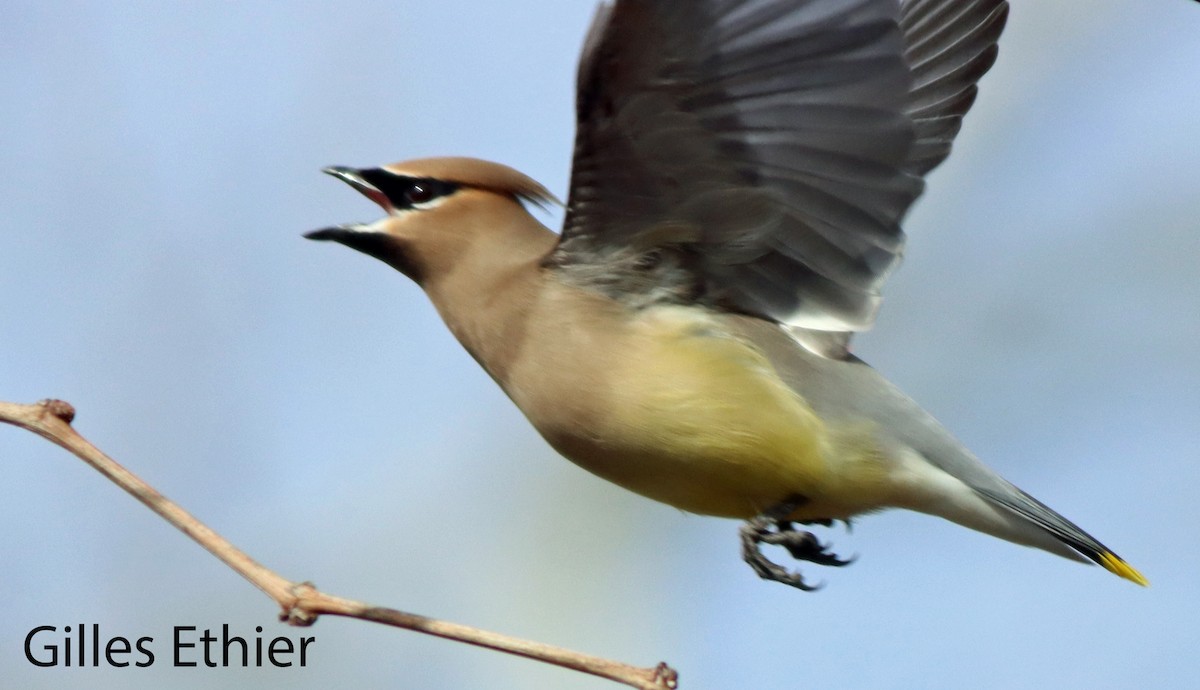 Cedar Waxwing - Gilles Ethier