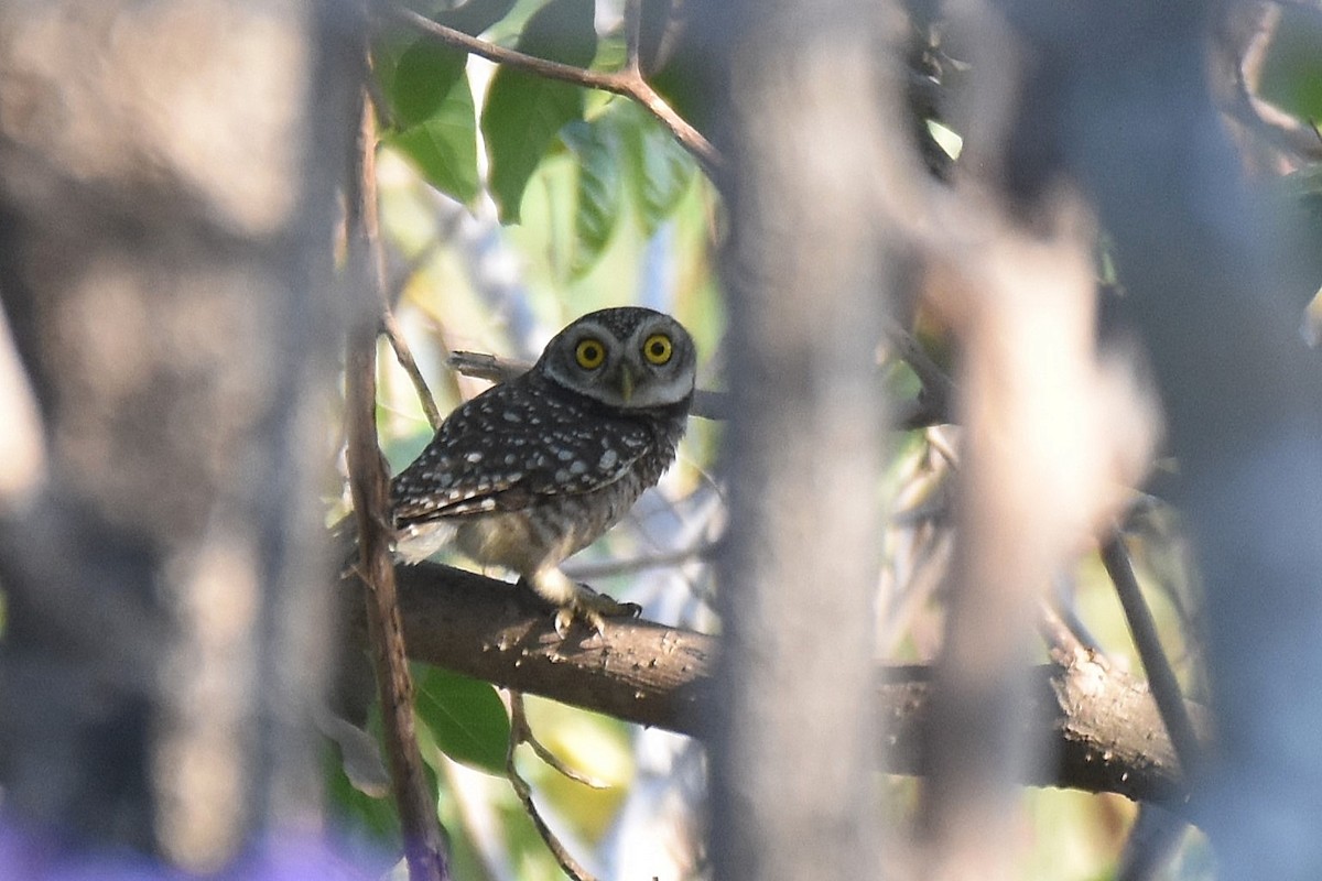 Spotted Owlet - ML616336479