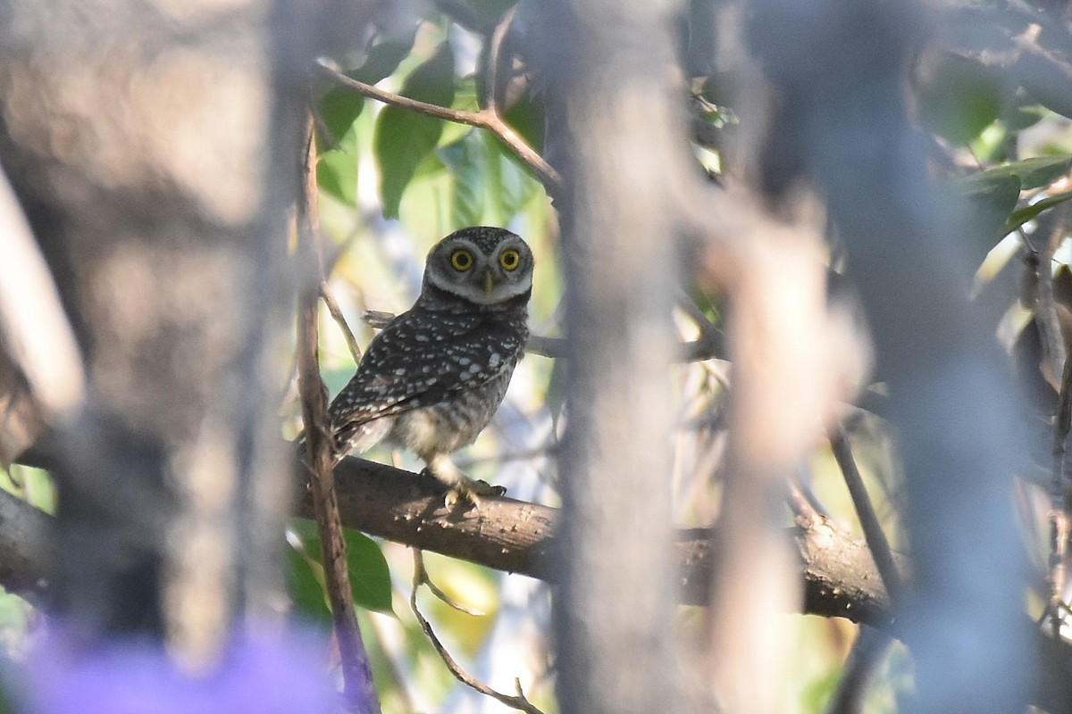 Spotted Owlet - ML616336480