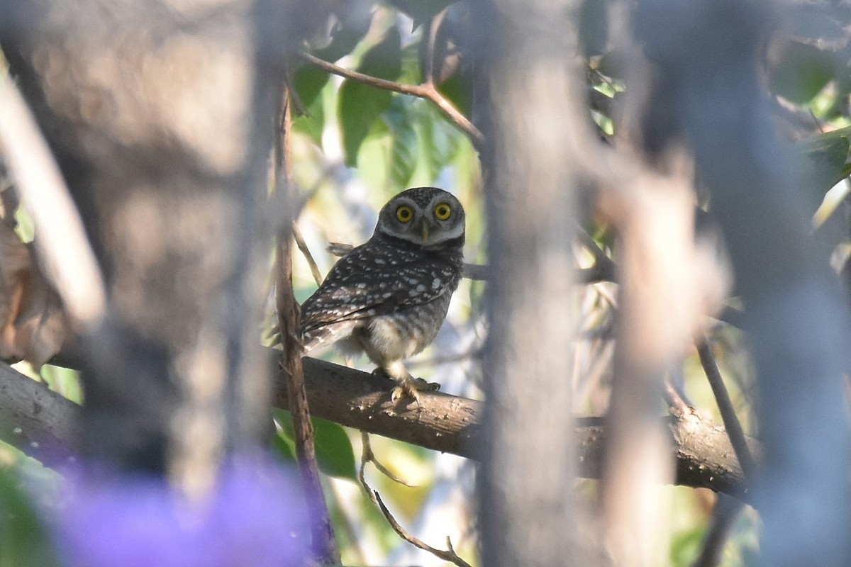 Spotted Owlet - ML616336484