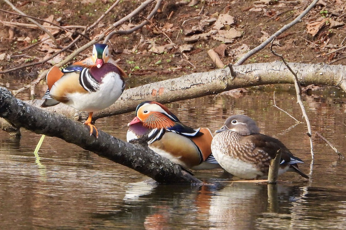 Mandarin Duck - ML616336500