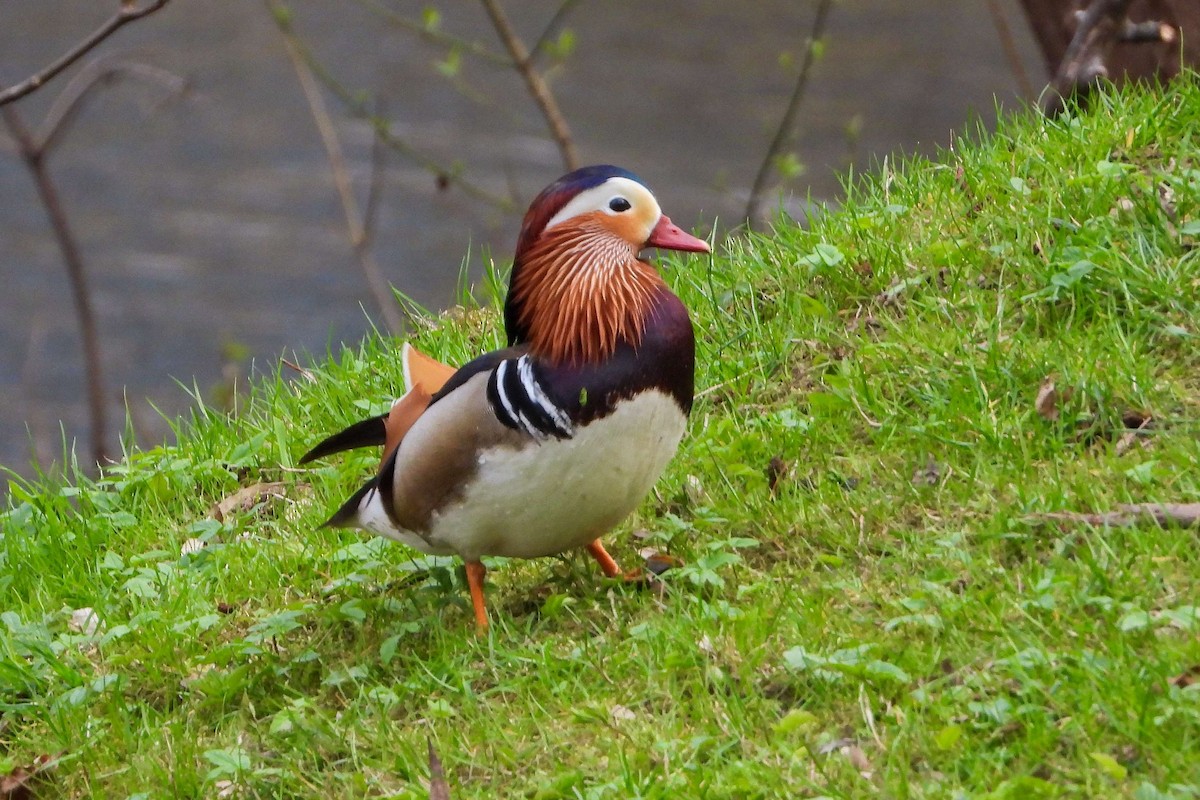 Mandarin Duck - ML616336501