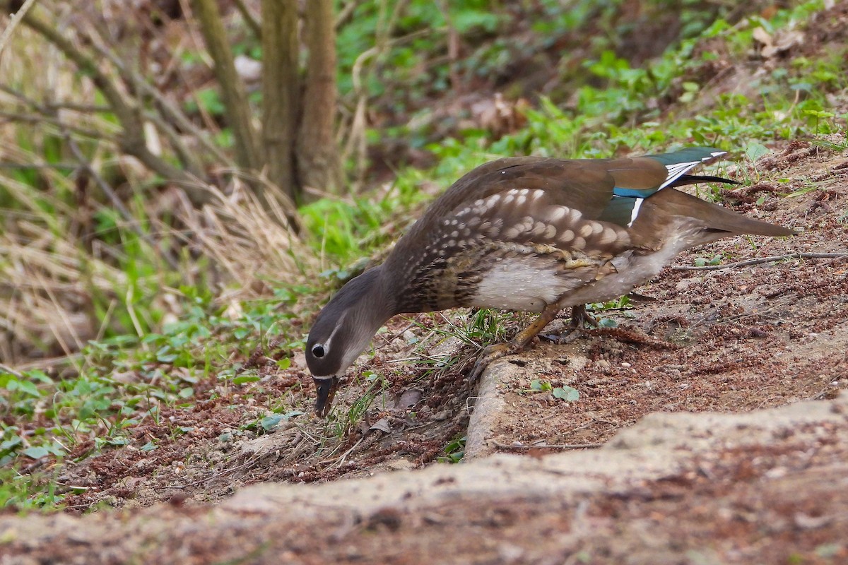 Mandarin Duck - ML616336506