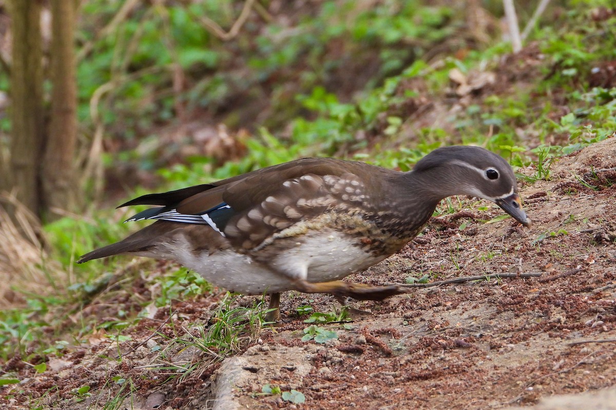 Mandarin Duck - ML616336507