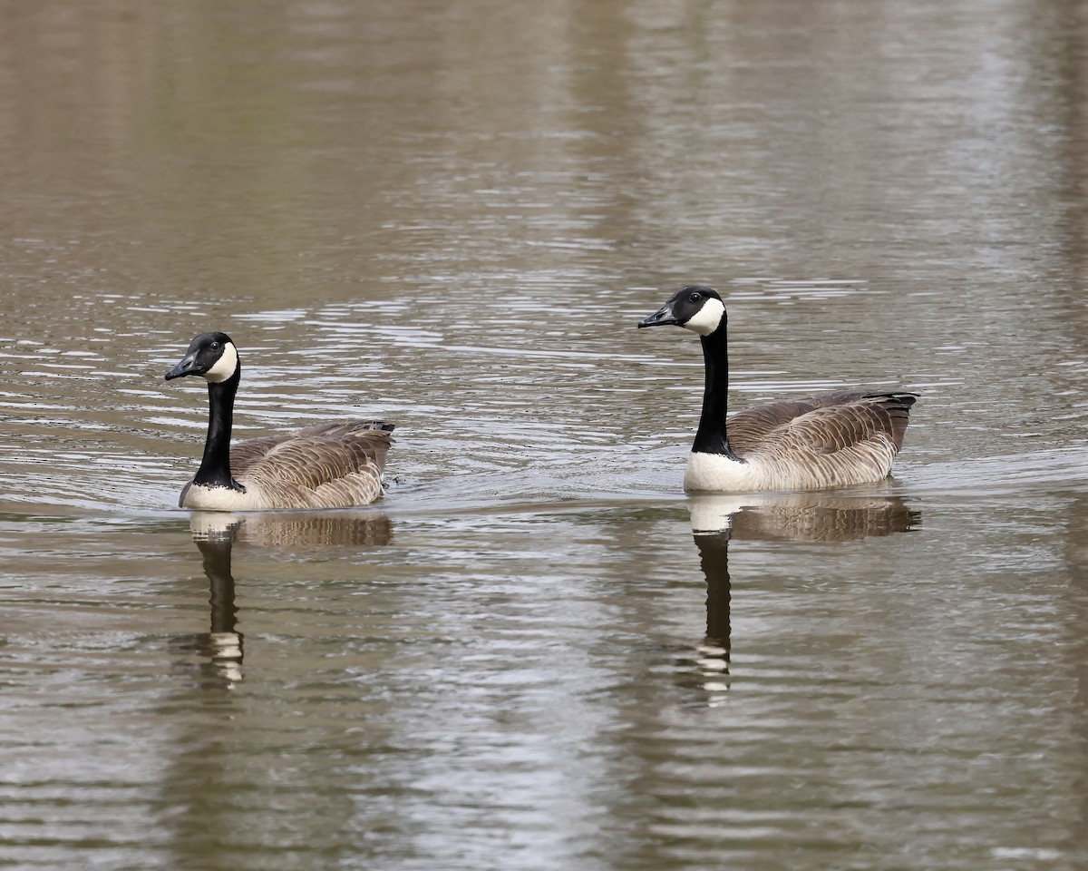 Canada Goose - ML616336522
