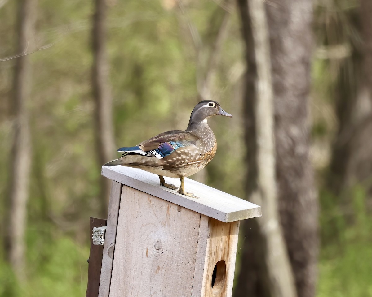 Wood Duck - ML616336526