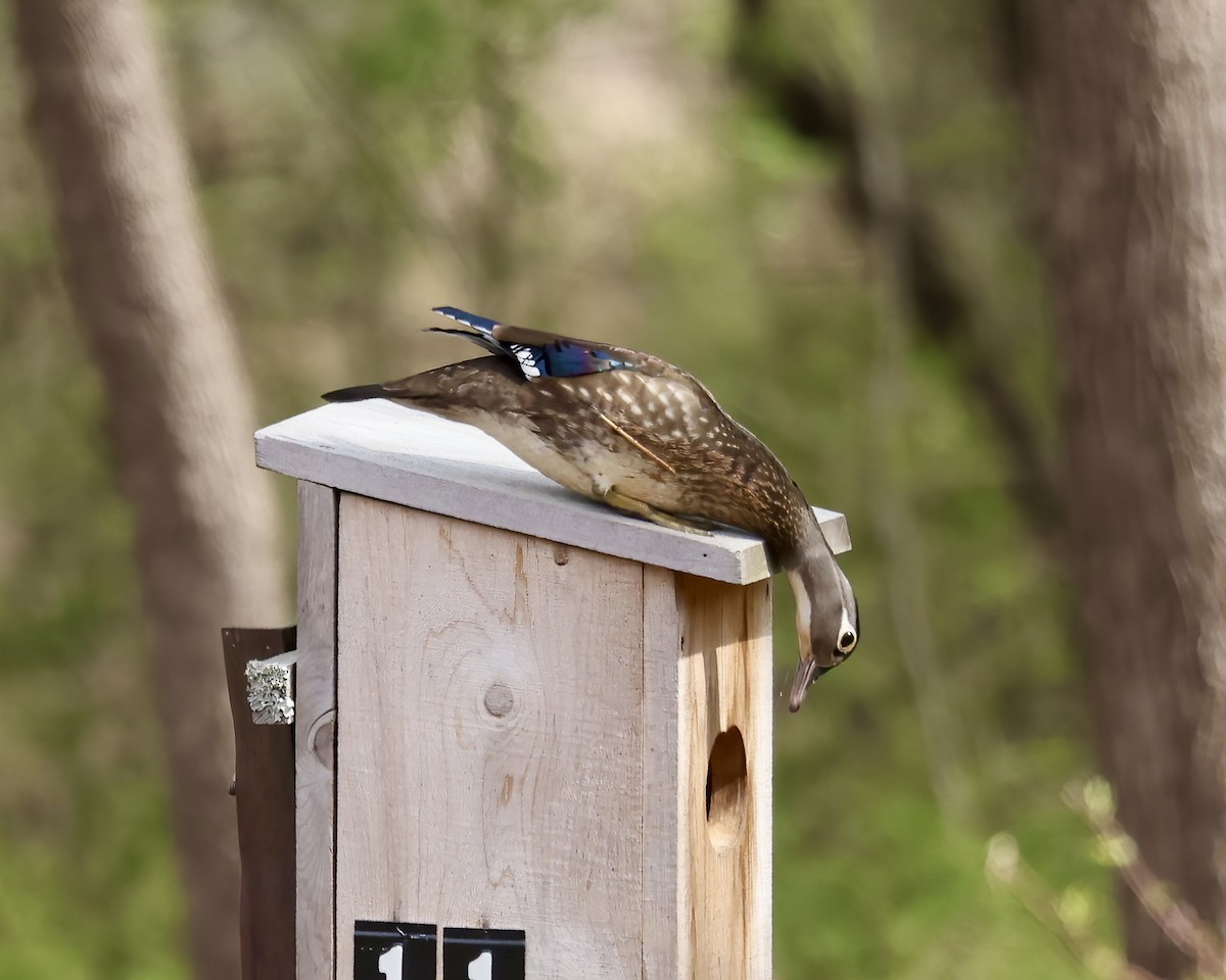 Wood Duck - ML616336527