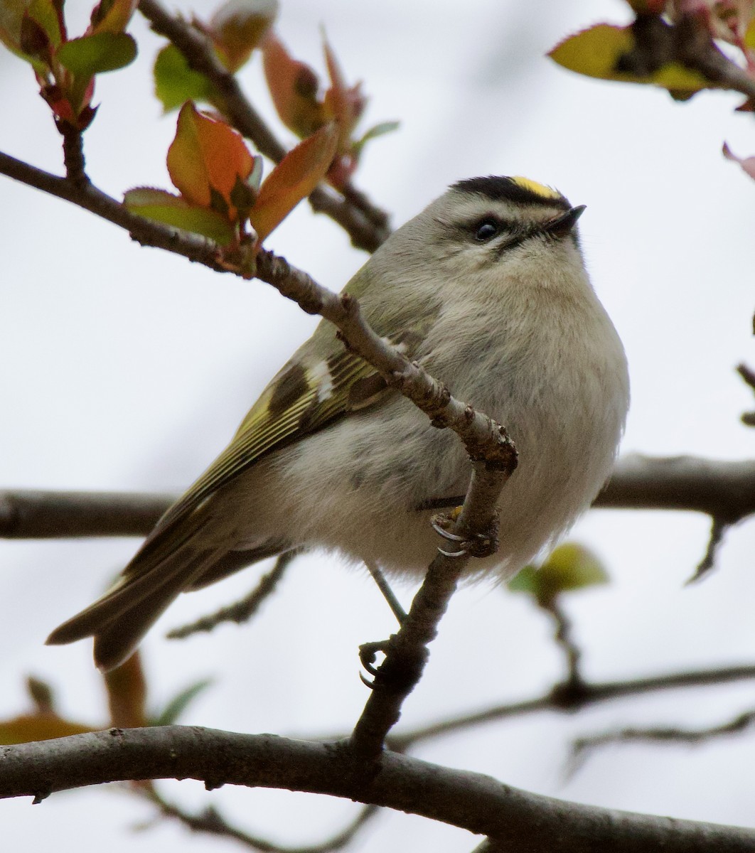 Golden-crowned Kinglet - ML616336568