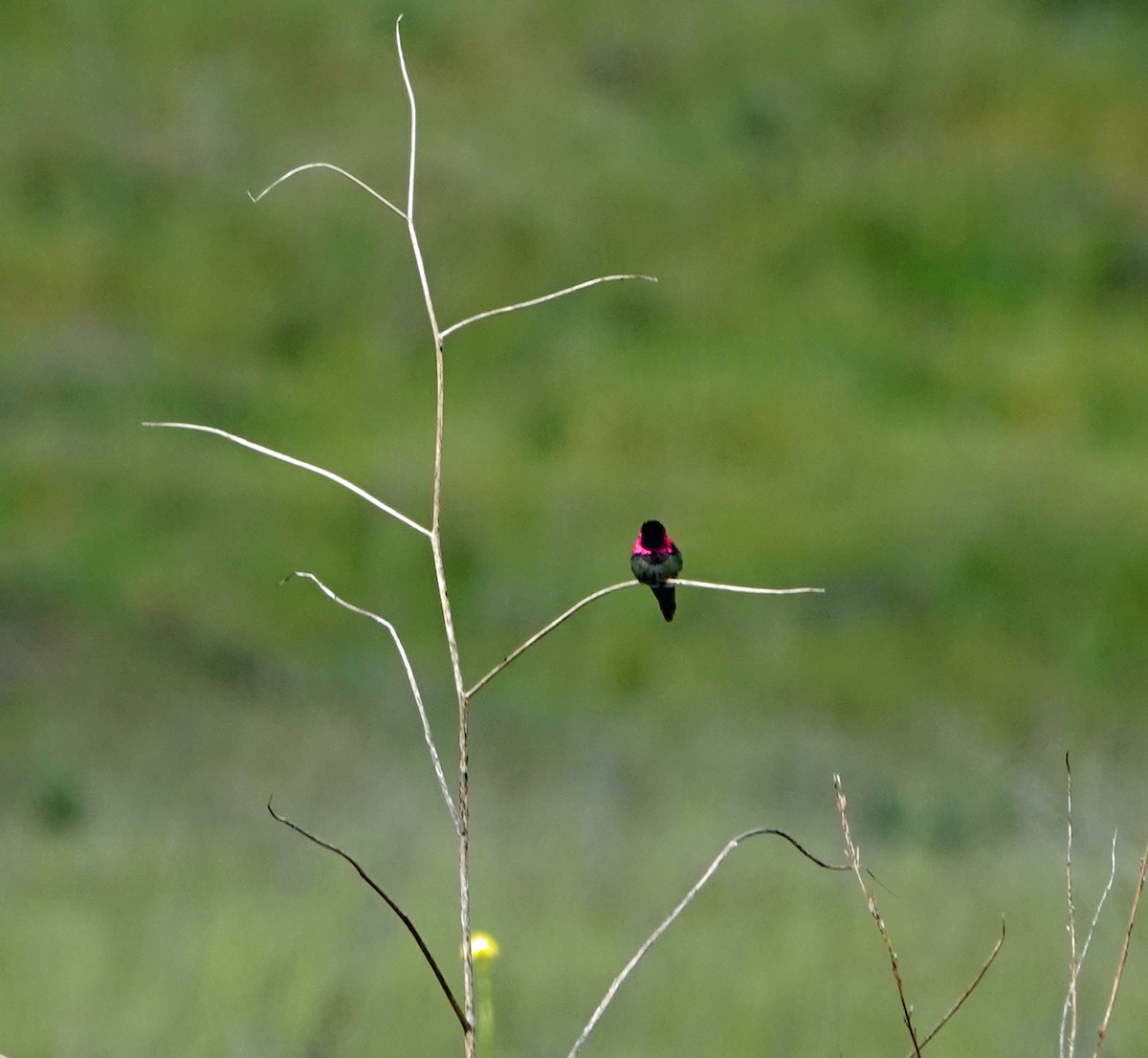 Anna's Hummingbird - ML616336576