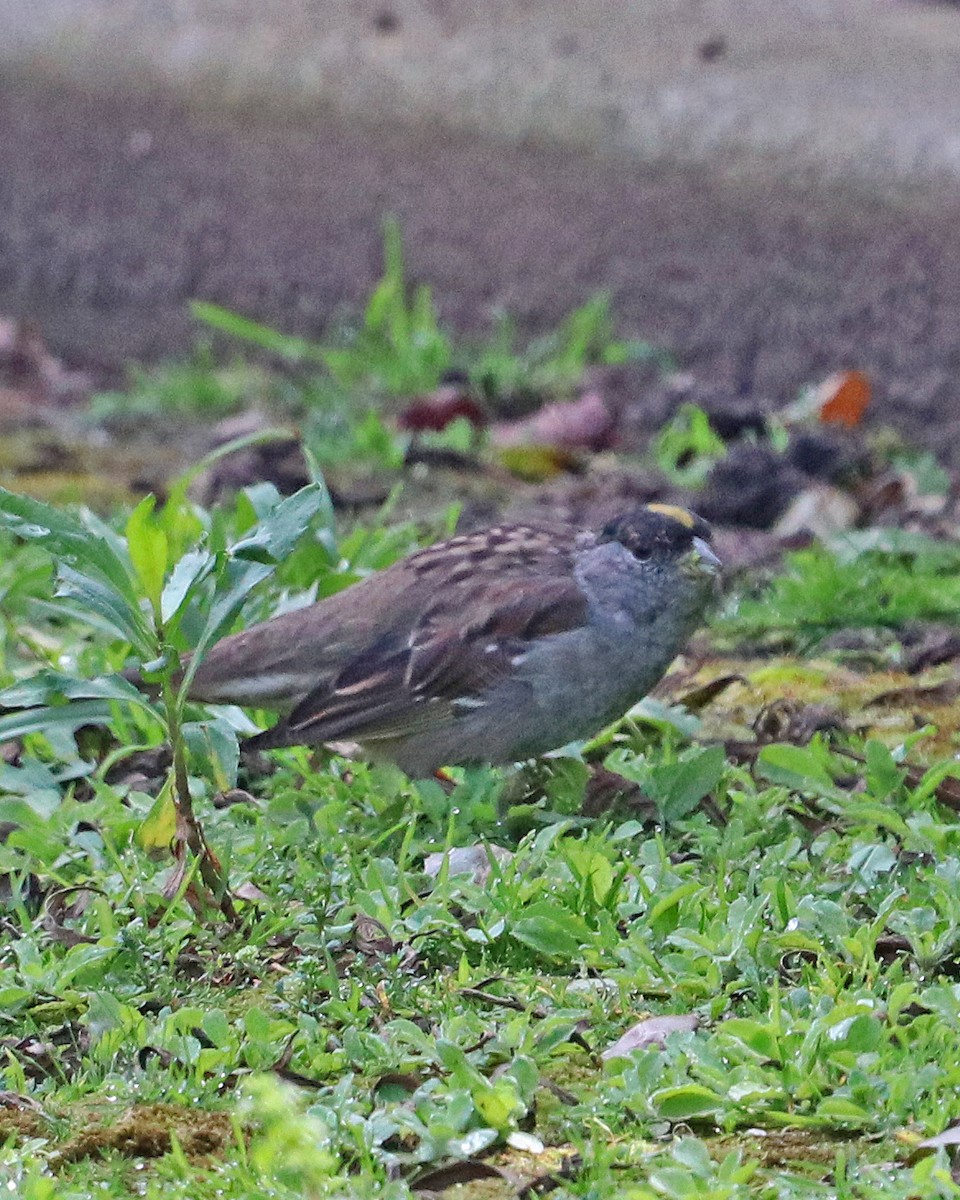 Bruant à couronne dorée - ML616336608