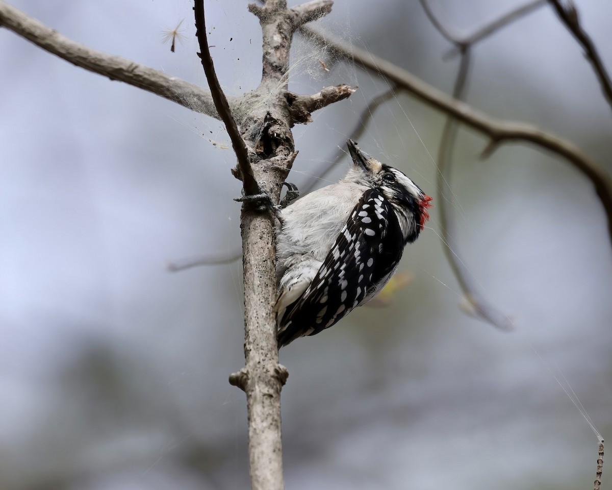 Downy Woodpecker - ML616336615