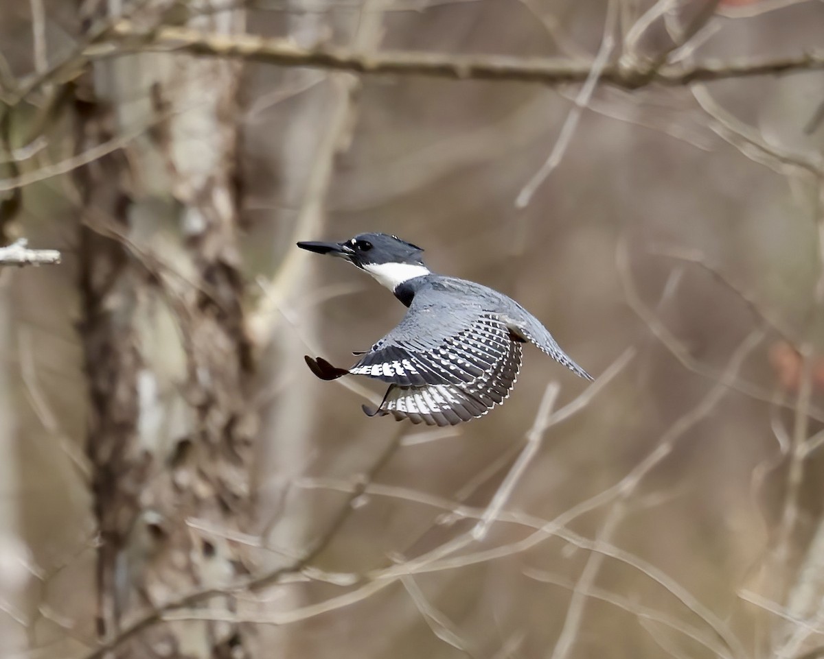 Belted Kingfisher - ML616336632