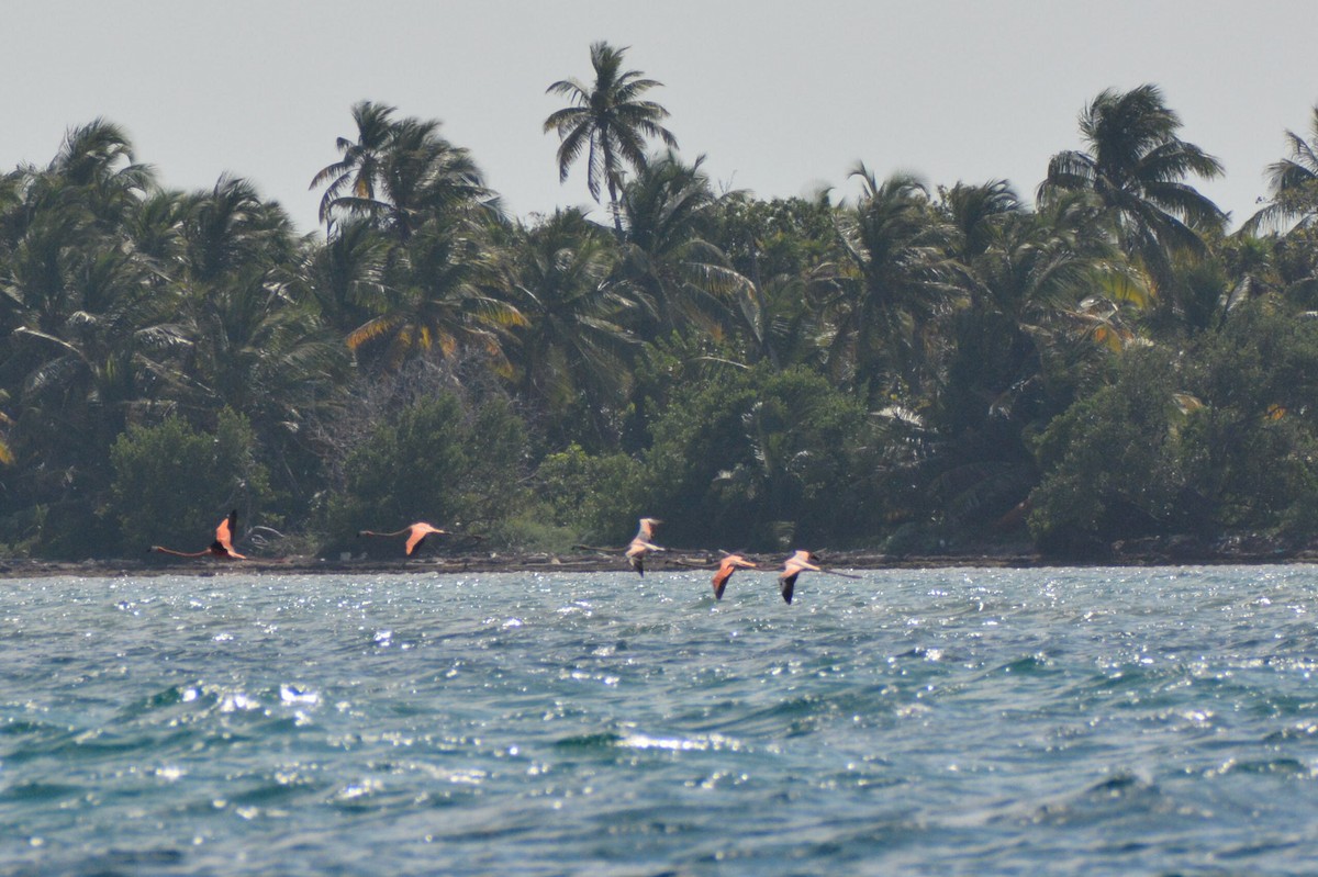 Flamant des Caraïbes - ML616336639