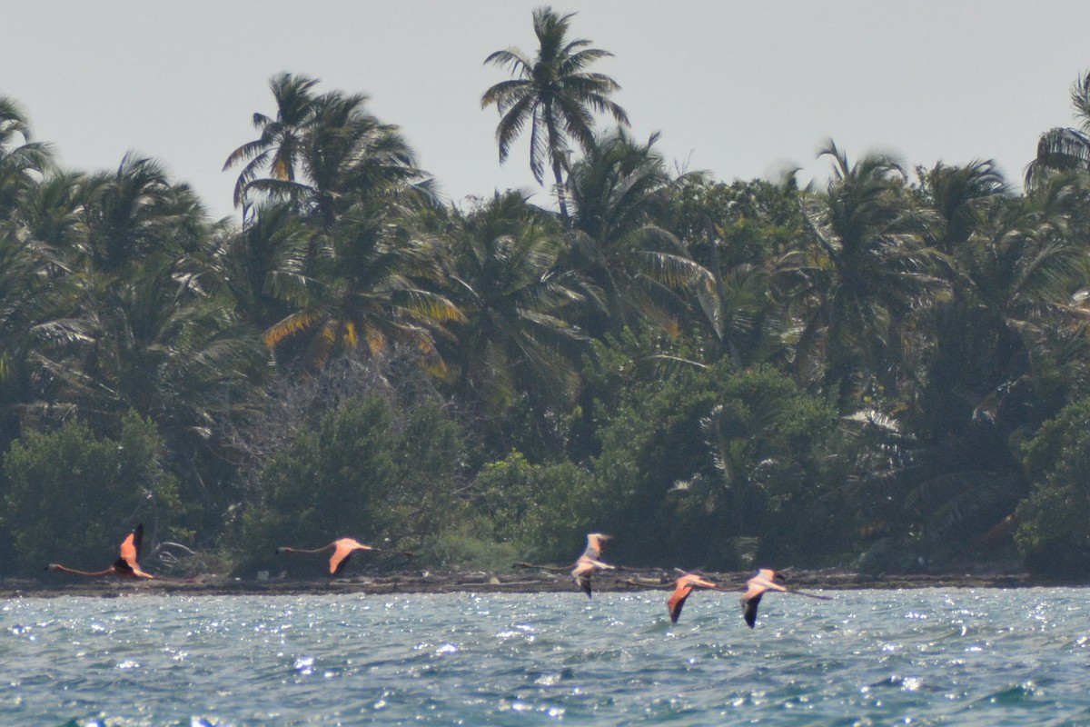 Flamant des Caraïbes - ML616336640