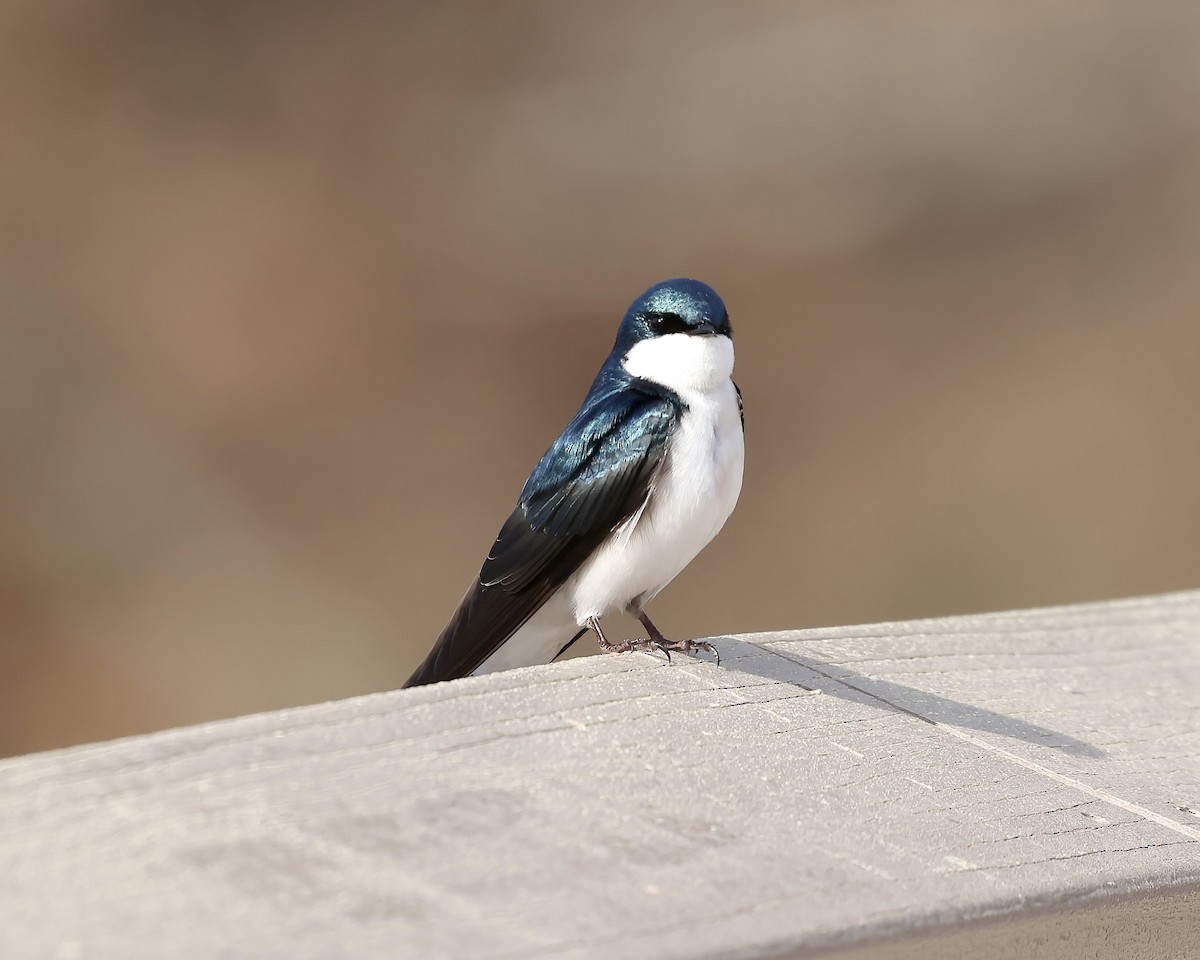 Tree Swallow - ML616336650