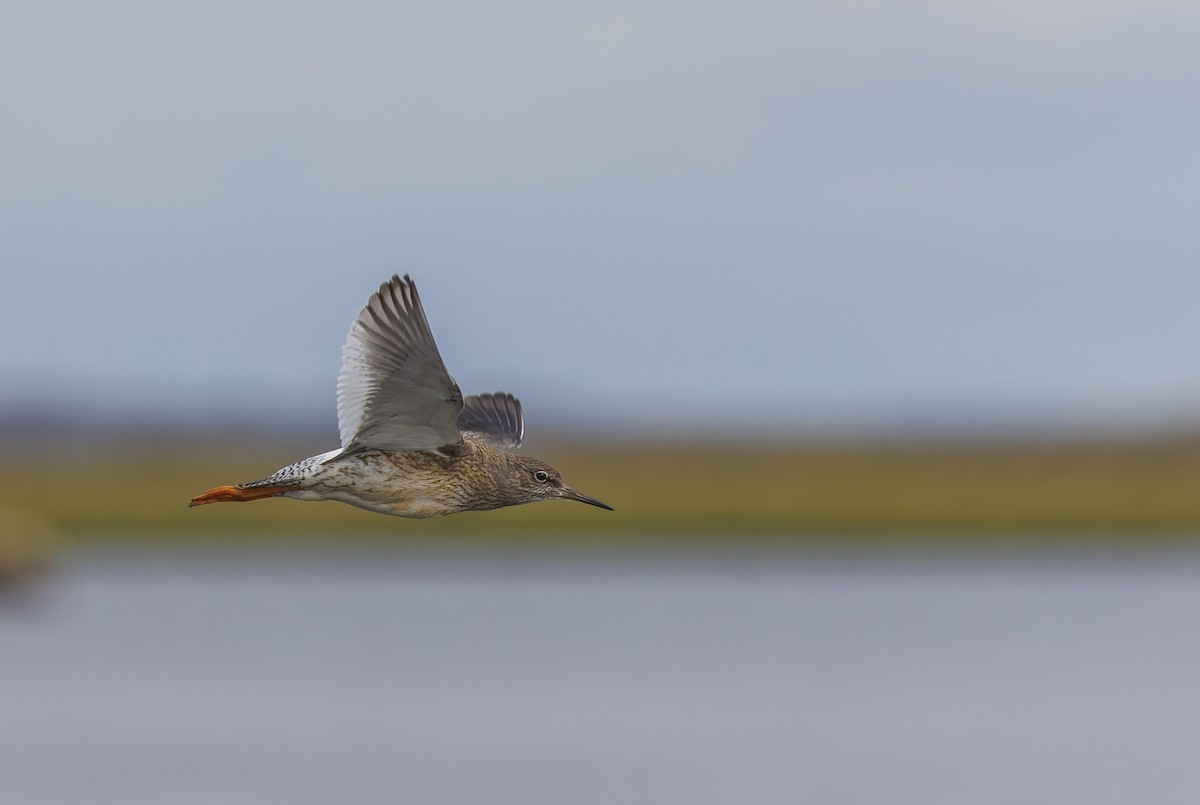 Common Redshank - ML616336657