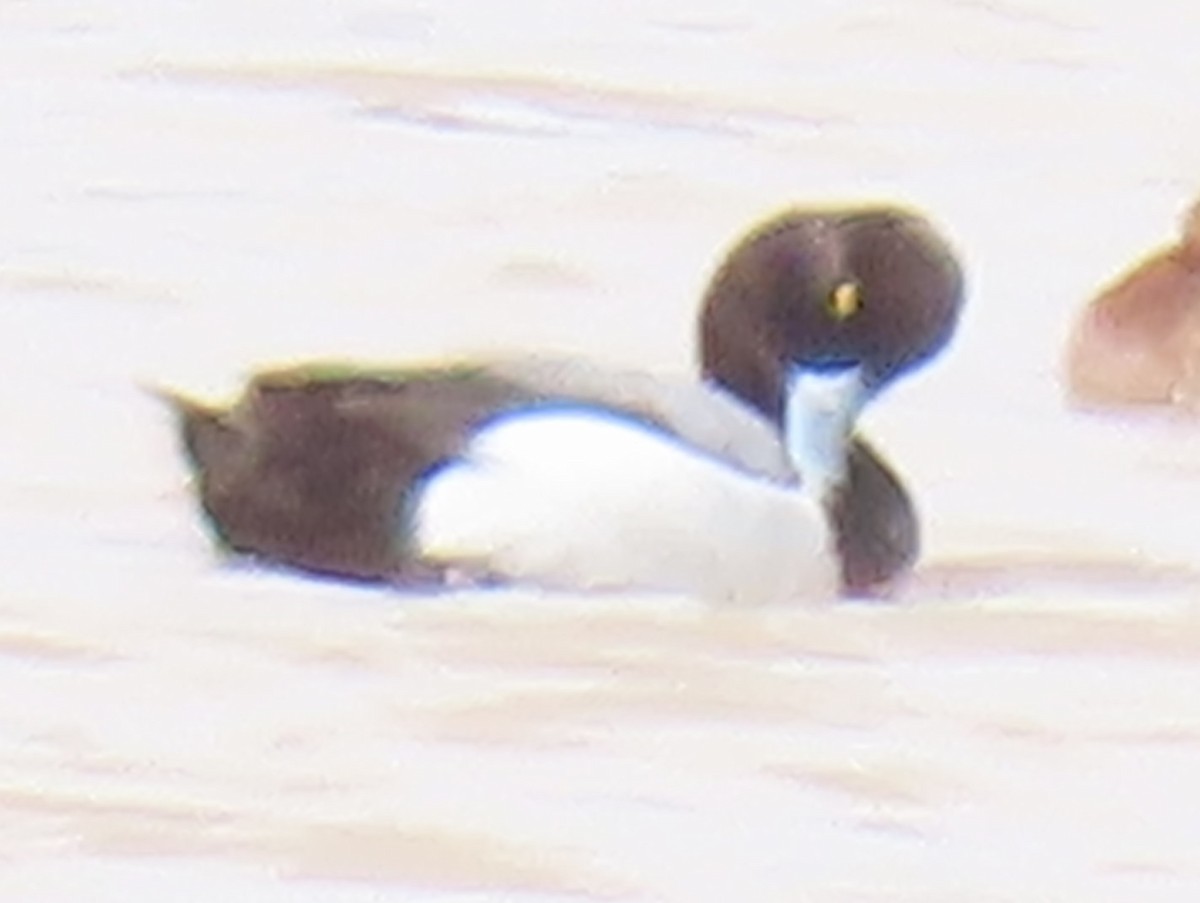 Lesser Scaup - ML616336661