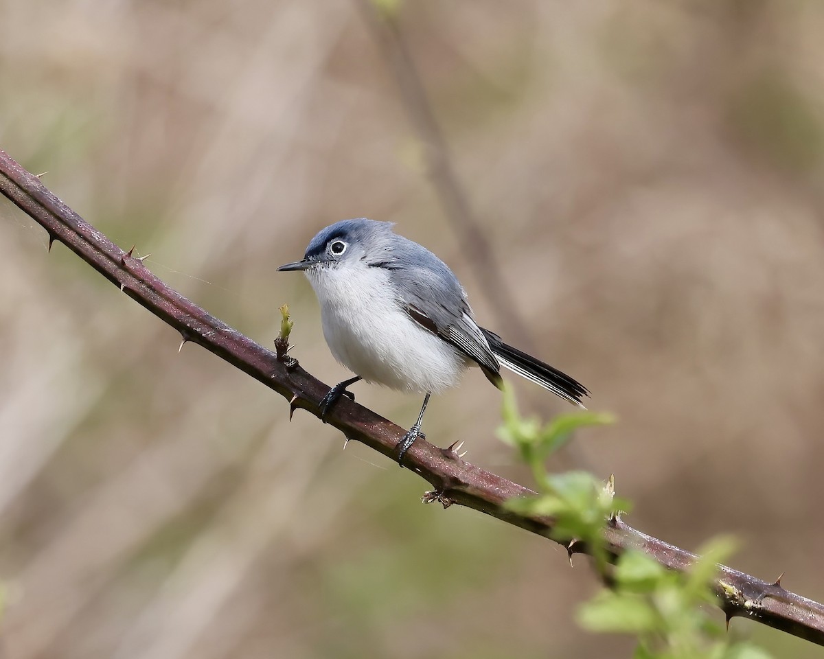Blue-gray Gnatcatcher - ML616336672