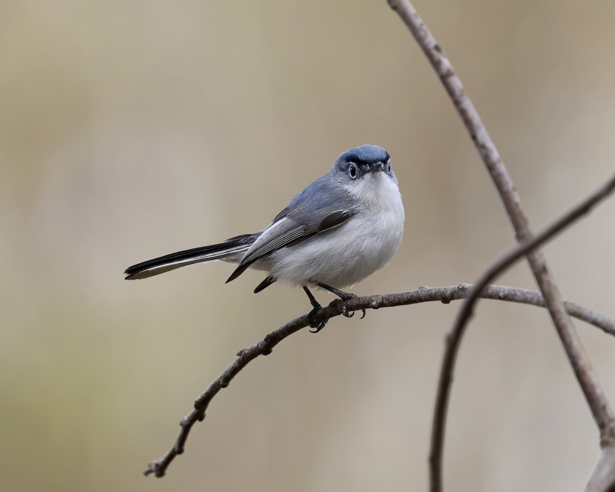 Blue-gray Gnatcatcher - ML616336673