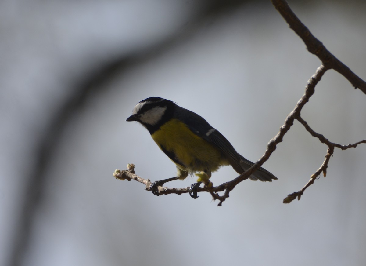 Mésange nord-africaine - ML616336696