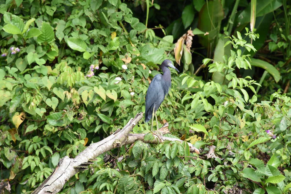 Little Blue Heron - Mark Golan