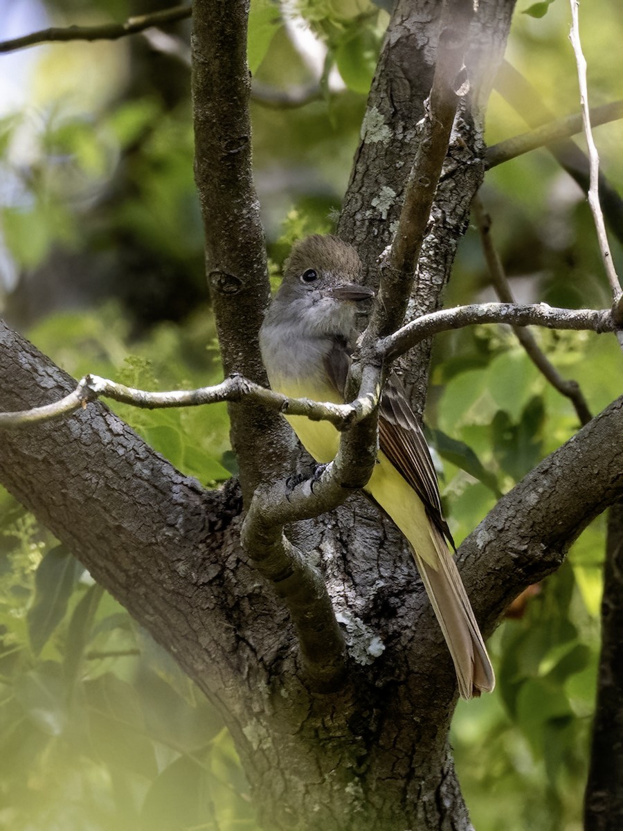 Great Crested Flycatcher - ML616336722