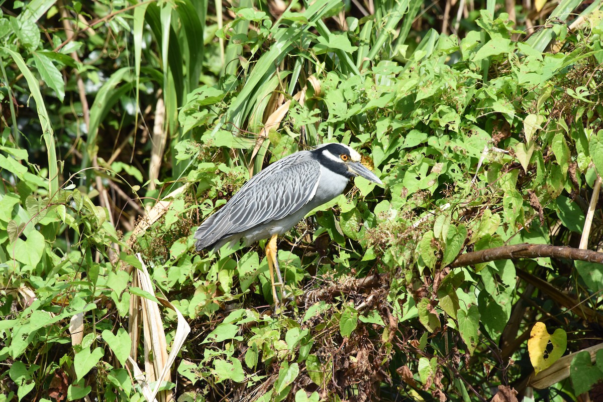 Yellow-crowned Night Heron - ML616336730