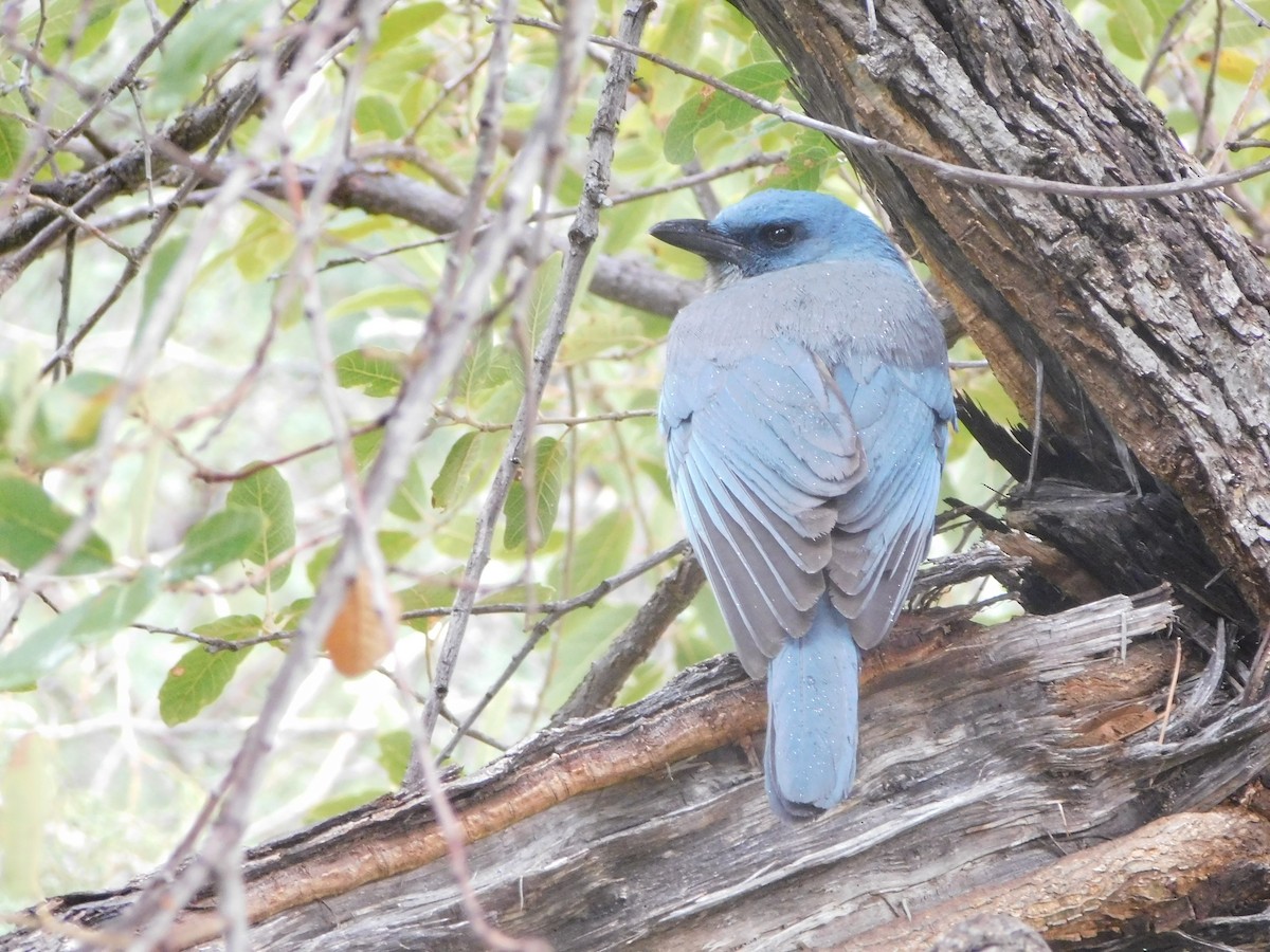 Mexican Jay - ML616336731