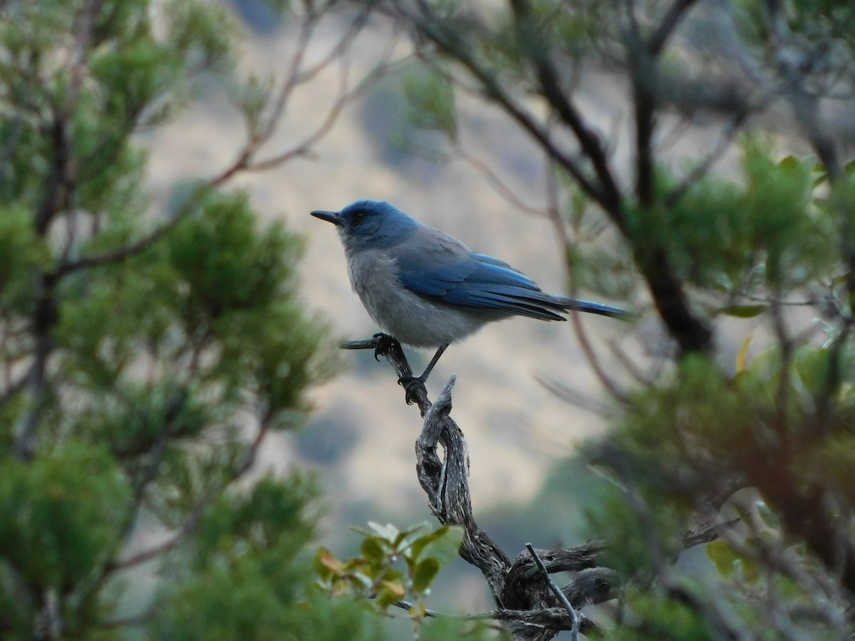 Mexican Jay - ML616336732