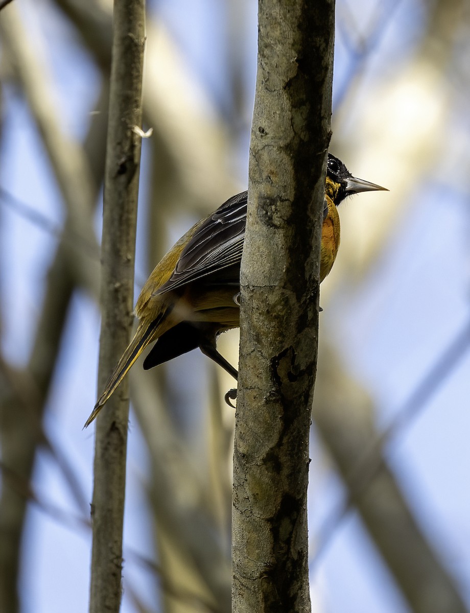 Baltimore Oriole - ML616336736