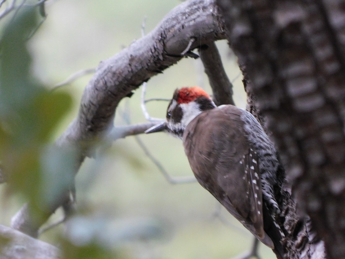 Arizona Woodpecker - ML616336738