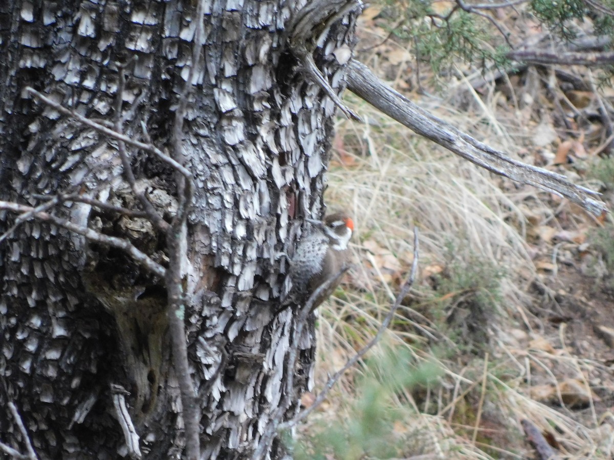 Arizona Woodpecker - ML616336739