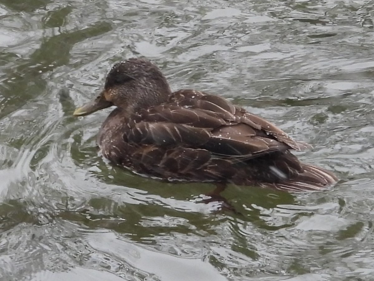 American Black Duck - ML616336837