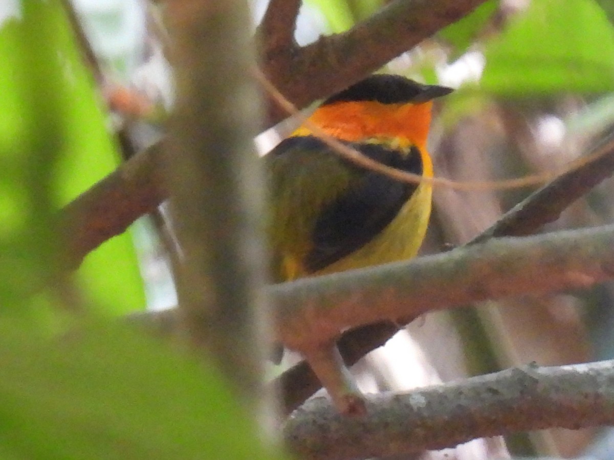 Orange-collared Manakin - ML616336839