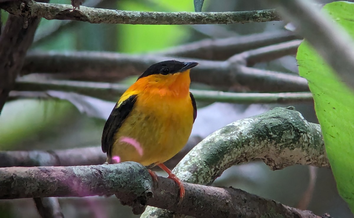 Orange-collared Manakin - ML616336843