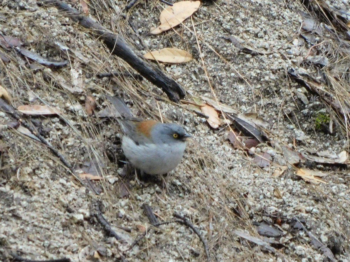 Yellow-eyed Junco - ML616336844