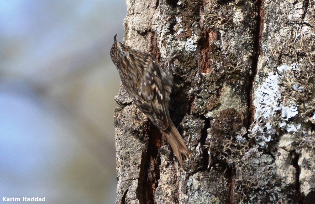 Short-toed Treecreeper - ML616336845