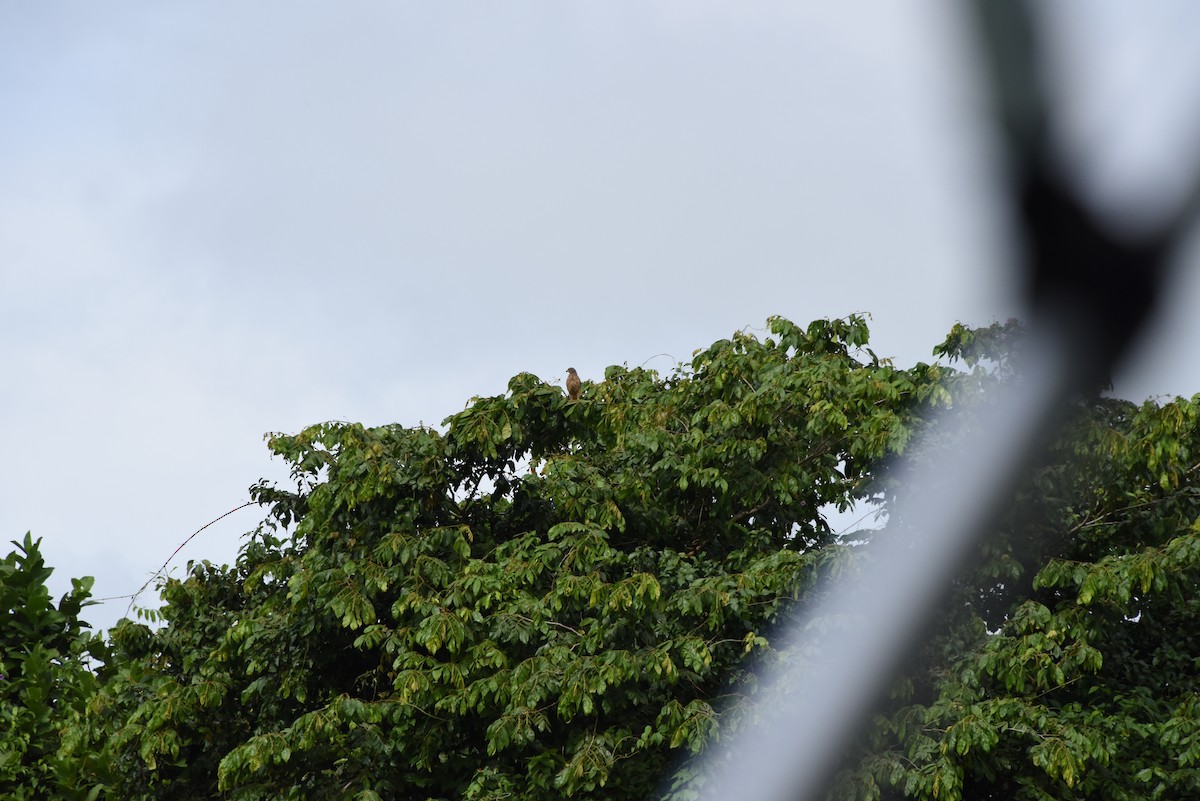 Roadside Hawk - ML616336846